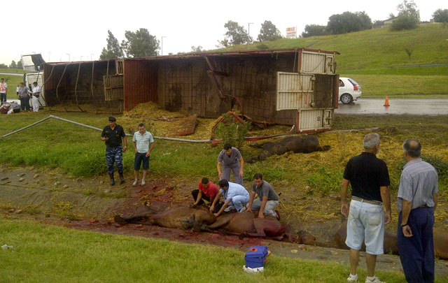 Caballos murieron tras vuelco de camión (Foto: Cadena3)
